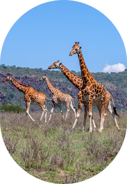 Kenya Tours